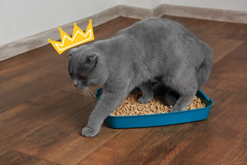 Chat dans une litière de pellets Chat avec une couronne de roi sur la tête dans une litière de pellets